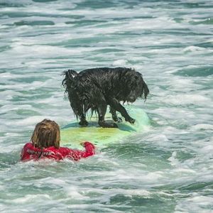 Meet your Posher, Brady